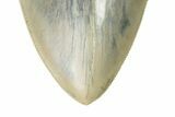 Serrated, Fossil Megalodon Tooth - Indonesia #226252-3